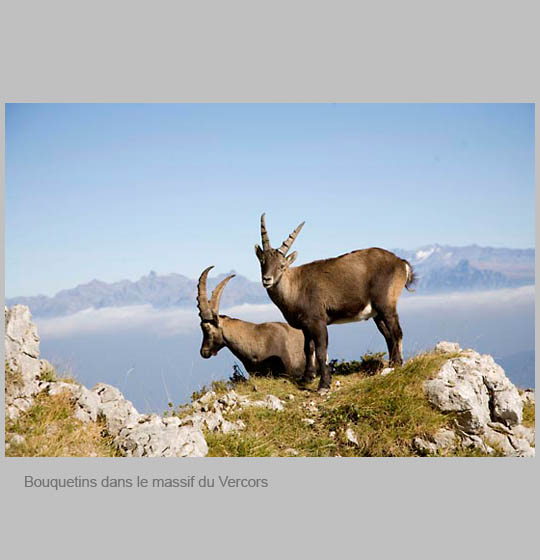 faune/bouquetins.jpg