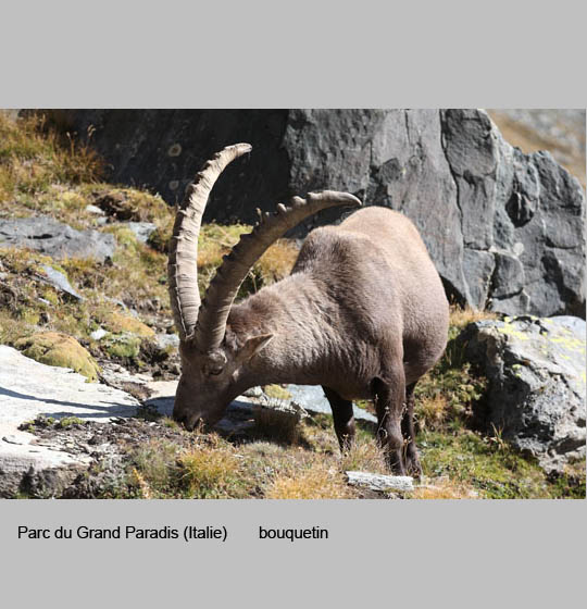 faune/bouquetins4.jpg