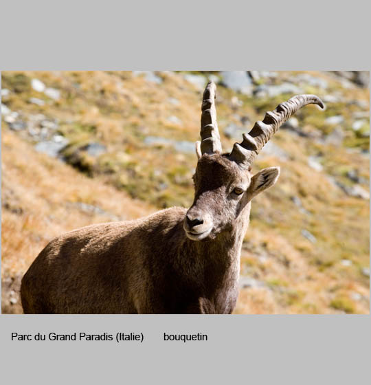 faune/bouquetins5.jpg