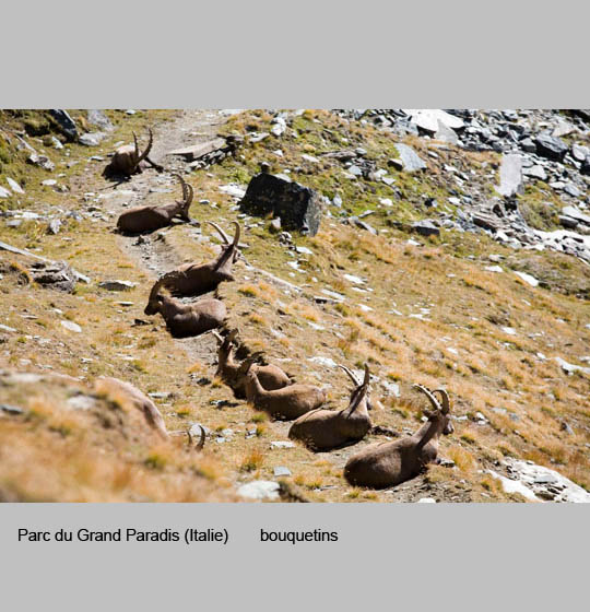 faune/bouquetins6.jpg