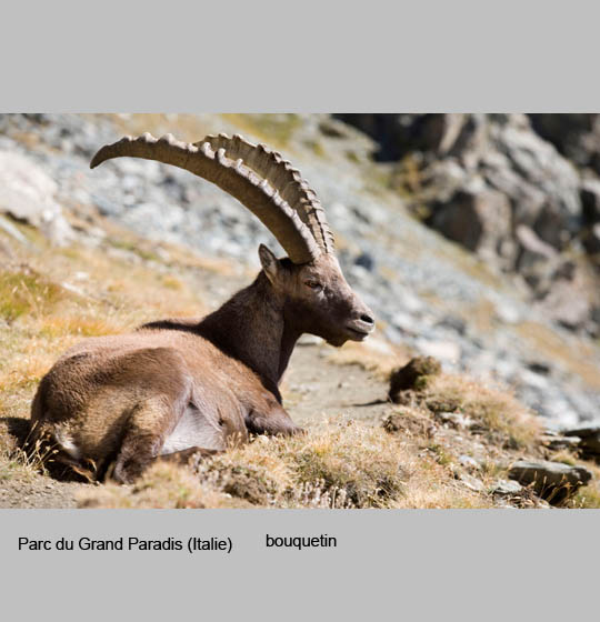 faune/bouquetins7.jpg