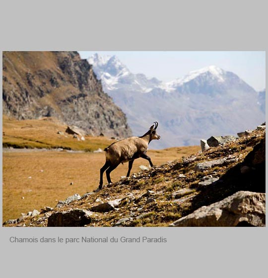 faune/chamois1.jpg