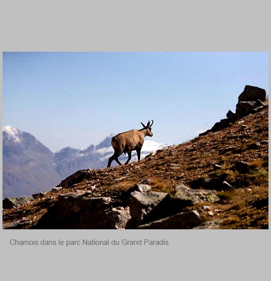 faune/chamois2.jpg