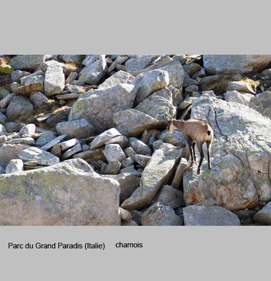 faune/chamois3.jpg