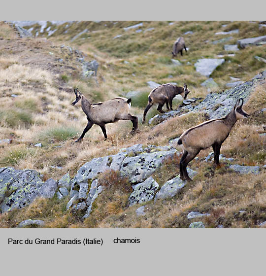 faune/chamois4.jpg
