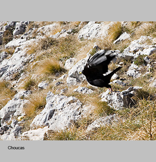 faune/choucas1.jpg