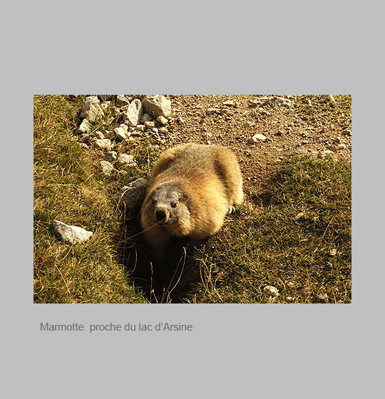 faune/marmotte1.jpg
