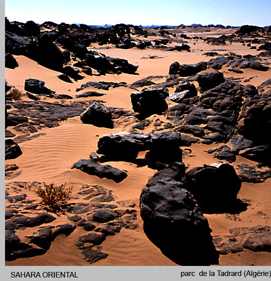 sahara/sahara10.jpg